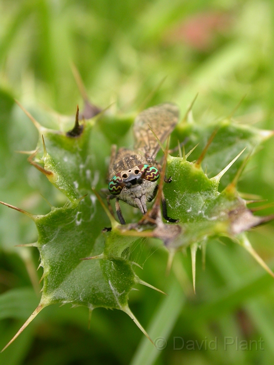 Notch-horned cleg - B.jpg - Notch-horned cleg - Lincolnshire